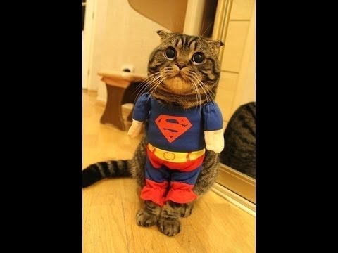 кошка супермэн.jpg